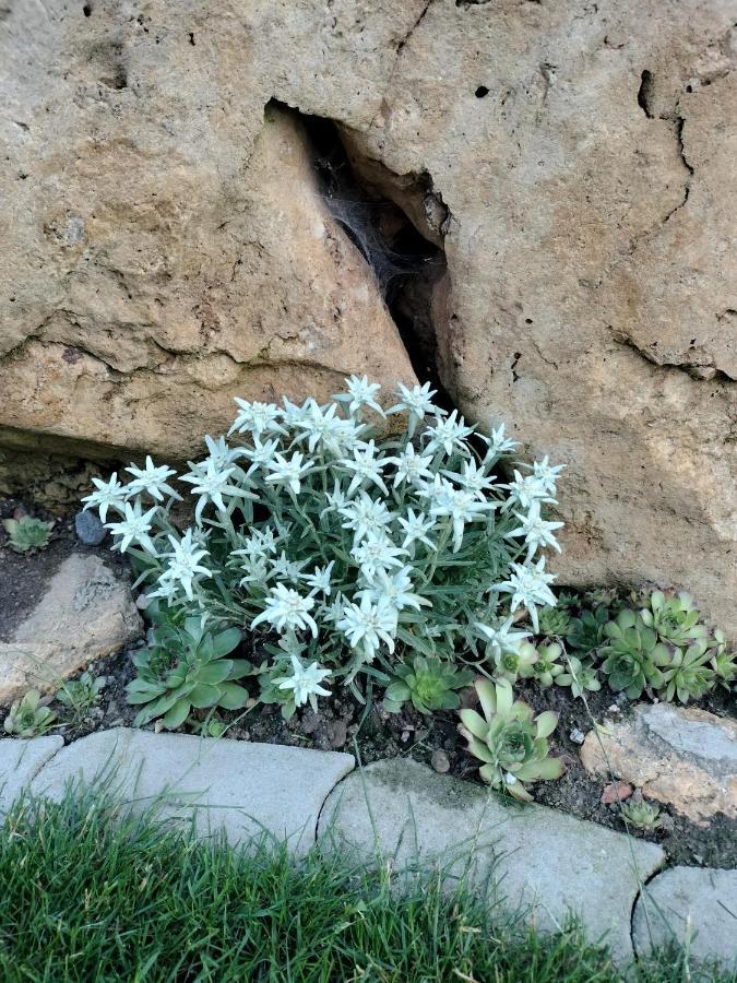 Villa Garden Bešeňová Eksteriør bilde